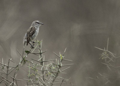 Tumbesian Tyrannulet 