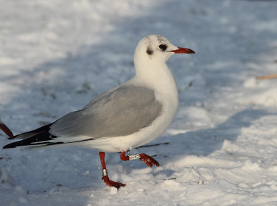 Black-headed Gull