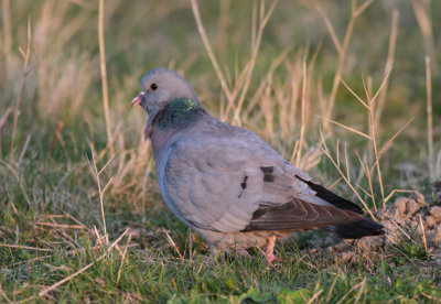 Stock Dove 