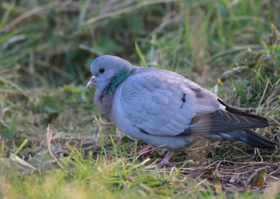 Stock Dove 