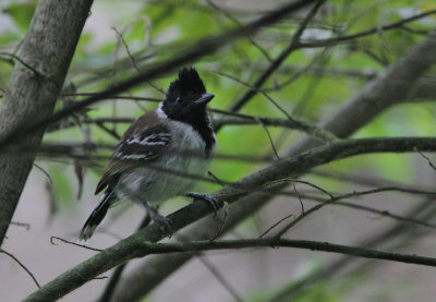 Collared Antshrike 