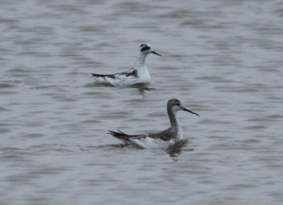 Red-necked and Wilson's Phalarope