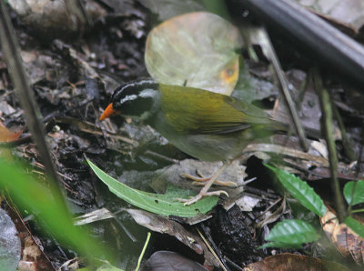 Orange-billed Sparrow 