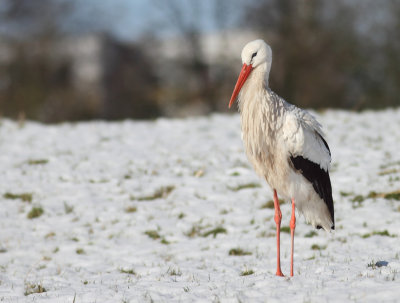 White Stork