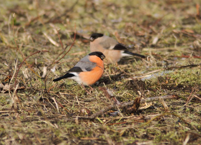 Bullfinch  