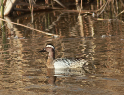 Garganey 