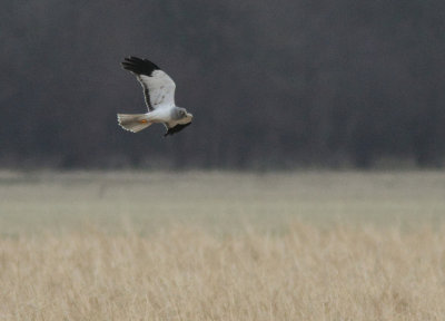 Hen Harrier 
