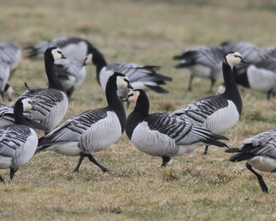 Barnacle Goose