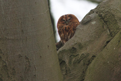 Tawny Owl