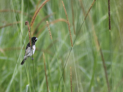 Black-and-white Seedeater