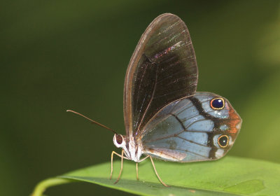 Butterflies, Moths and other arthropods
