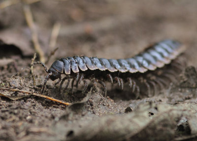 Polydesmid Millipede