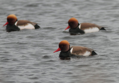 Red-crested Pochard 