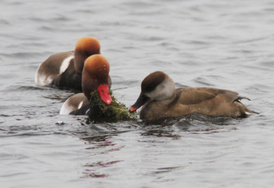 Red-crested Pochard 