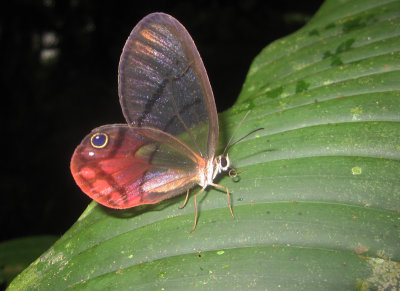 Pink-tipped Satyr
