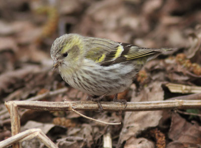 Siskin