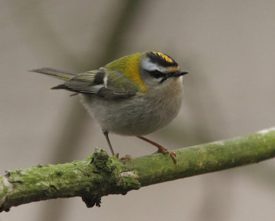 Firecrest