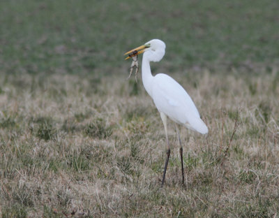 Great Egret