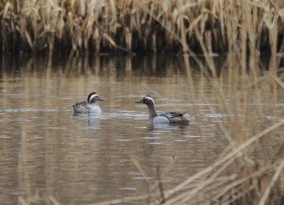 Garganey 