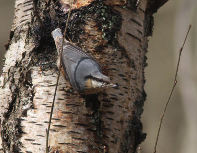 Nuthatch
