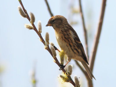 Lesser Redpoll