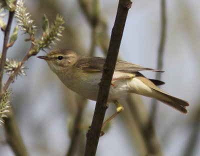 Willow Warbler
