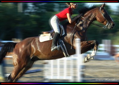 Horses
