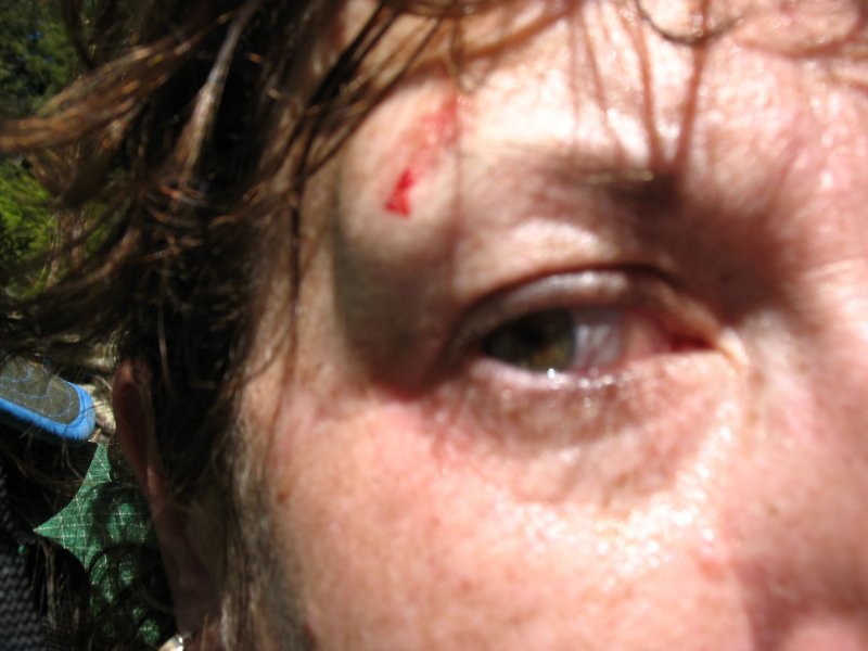 Birth of a Shiner
