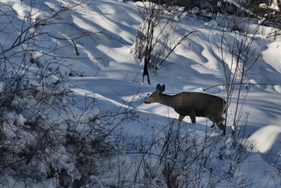 Graceful Doe