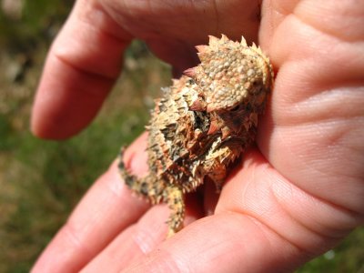 great horned toad.jpg