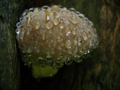 dripping fungi.jpg