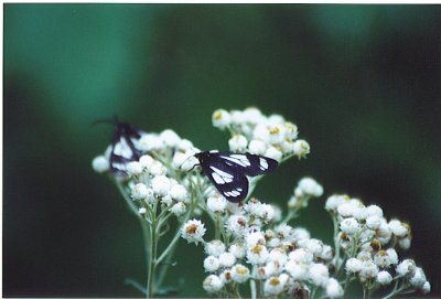 black and white bfly.jpg