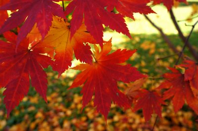 Acer Pseudosieboldianum