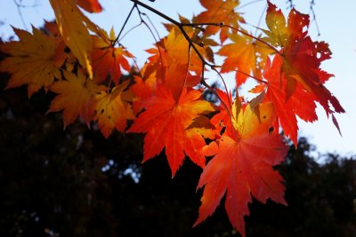 Korean Maple Backlight