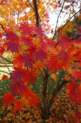 Arnold Arboretum