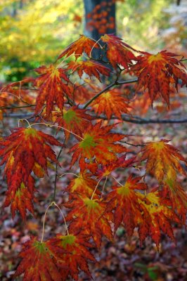 Leaves