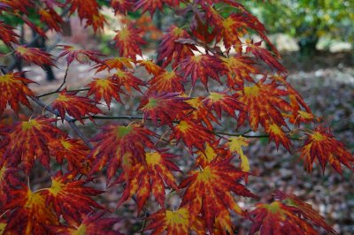 Exotic Leaves