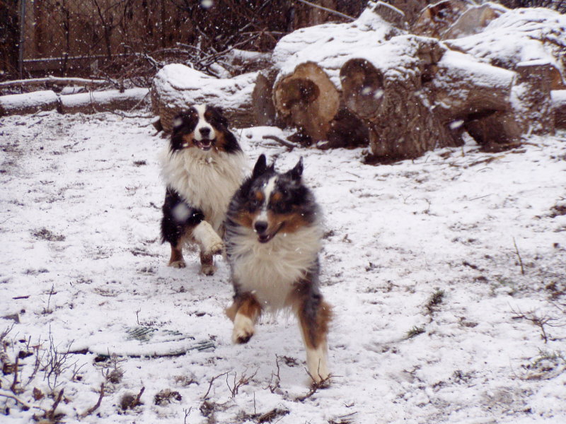 Ajax(black tri and his son Ozzy(blue merle)