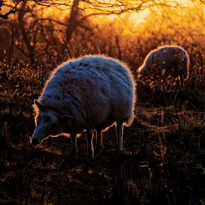 radioactive sheep 1