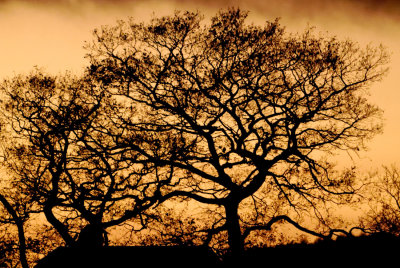 oaks in afterglow
