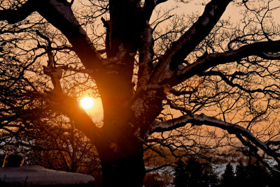 sun setting behind snowy oak