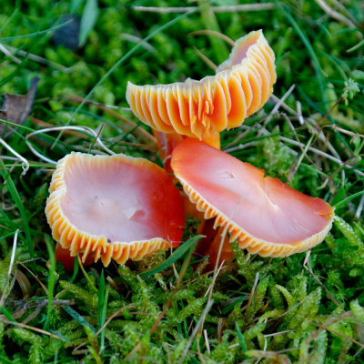 hills fungus- Hygrocybe coccinea/Scarlet waxcap