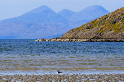 Jura and Oyster catcher