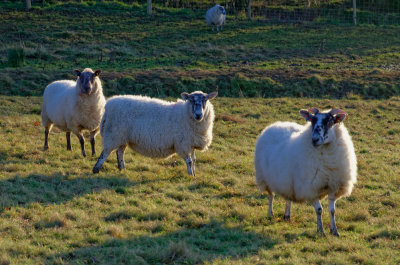 form line astern