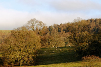 sheep in leafless trees