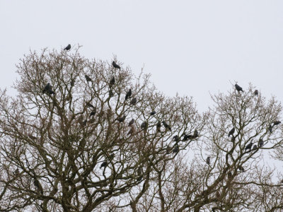 a rabble of rooks