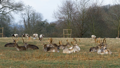 deer vying with Jacobs sheep for photographers attention