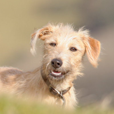 young lurcher looking cute