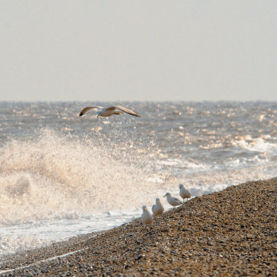 gulls at Aldeburgh