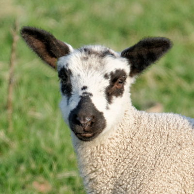 Cutie lamb